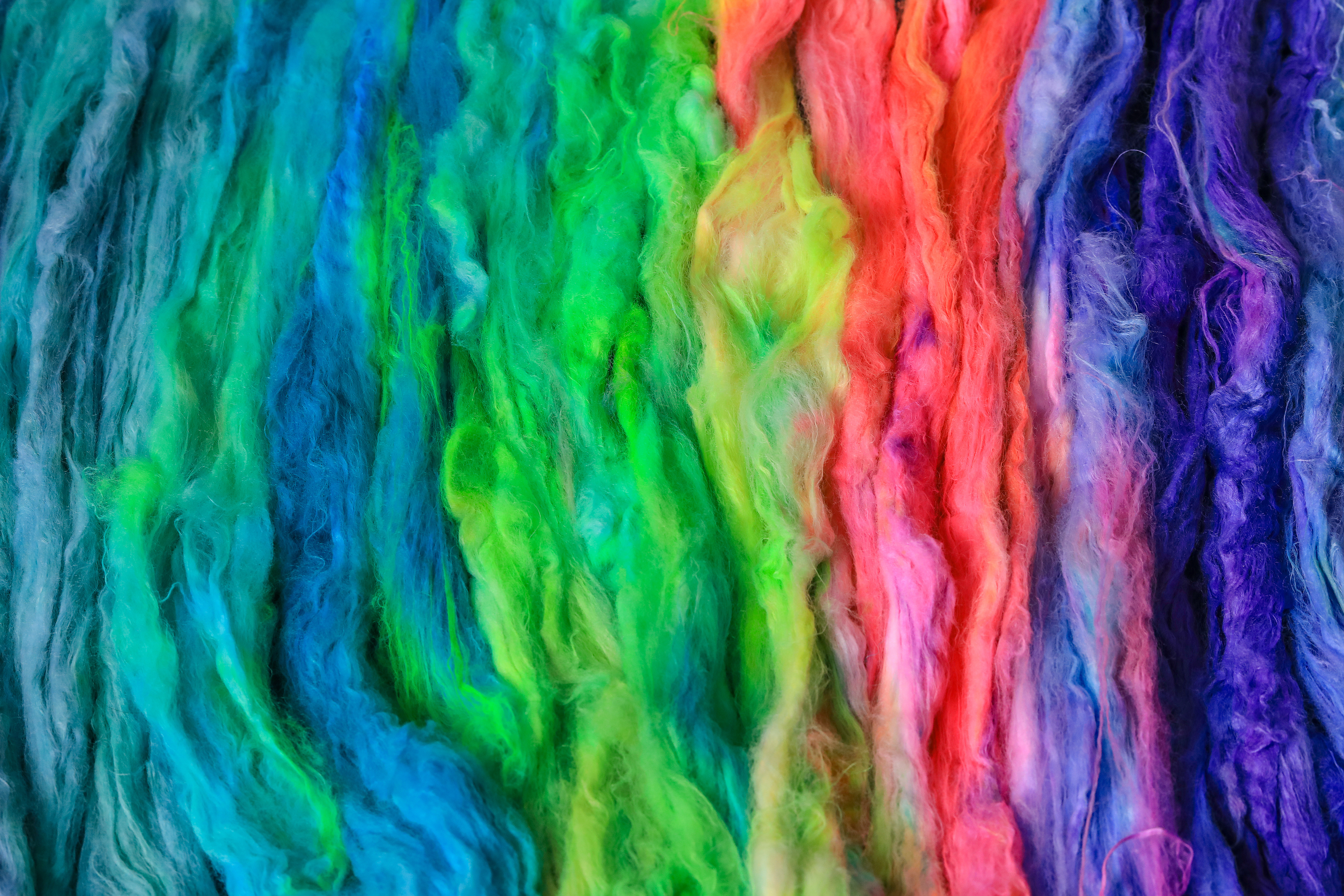 Soft fibers are coloured with bright rainbow dye for spinning on the spinning wheel.